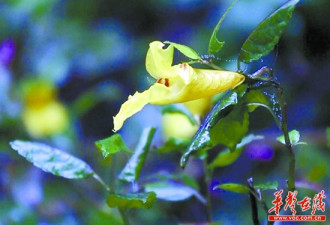 湖南永州现生存一亿年花朵 活蹦乱跳如活虾