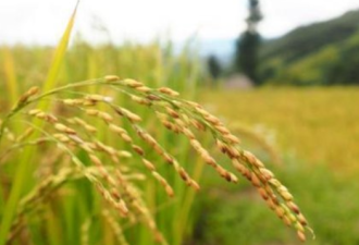 中国农业专家在科特迪瓦&quot;手把手&quot;传授水稻技术