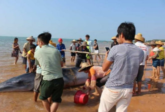 重达几吨鲸鱼海滩搁浅 警民合力救援终获重生