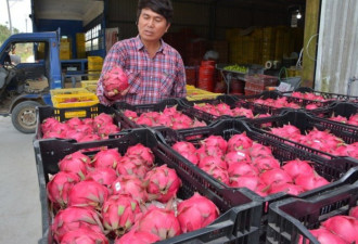 台湾红龙果价格要崩 果农弃收止血让猴子吃到饱