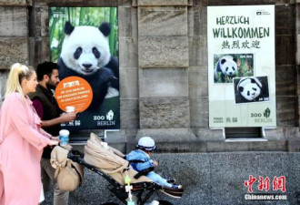 大熊猫来德一周年：国际大明星的幸福小生活