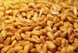 美国芝加哥玉米小麦大豆期价6日全线上涨