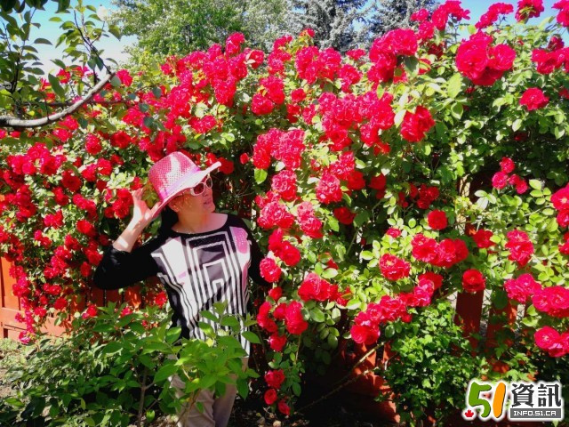 多伦多有个花姐姐 半路出家的花草达人 无忧资讯