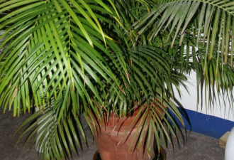 养花种草系列249：盆栽棕榈的种植方法