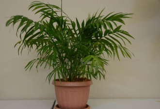 养花种草系列249：盆栽棕榈的种植方法
