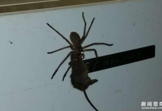 蜘蛛竟然能吃老鼠?这事大概也只能发生在澳洲