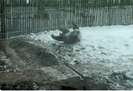 四川熊猫见到北方大雪激动成“狗” 满地翻滚