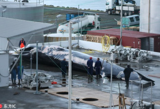 血腥! 冰岛公司捕鲸画面曝光 濒危长须鲸惨死