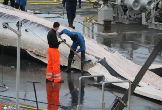 血腥! 冰岛公司捕鲸画面曝光 濒危长须鲸惨死