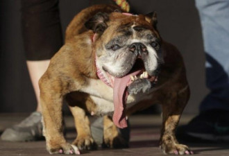 风光没有多久，世界上最丑的狗狗过世了