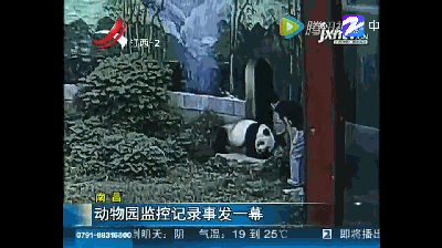 男子跳进熊猫馆现“人熊大战” 滚成一团…