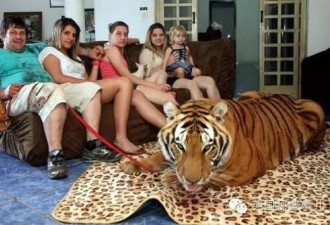 他从马戏团救出两只老虎，当宠物养到了现在