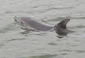 小海豚迷路，加拿大海岸警卫队带它找到家人