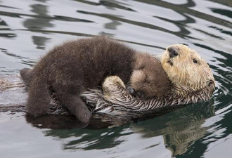 加州近海上 小海獭躺妈妈身上一起游泳超级可爱