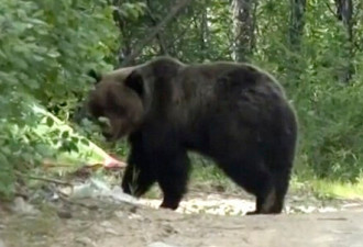 居民区的黑熊已被注射镇静剂