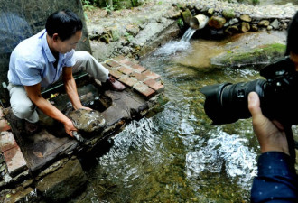 江西德兴现特大娃娃鱼 重49斤引群众围观