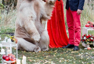 别出心裁！俄罗斯新人请267斤灰熊做婚礼证人