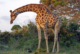南非长颈鹿和小家兔一起玩 最最最萌身高差
