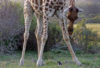 南非长颈鹿和小家兔一起玩 最最最萌身高差