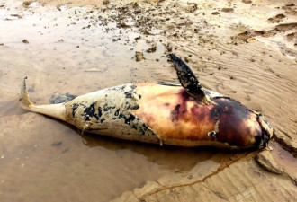 江西九江鄱阳湖迎枯水期 岸边现死亡江豚