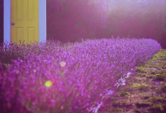 快去安省这个最大的薰衣草花园，感受紫色花海