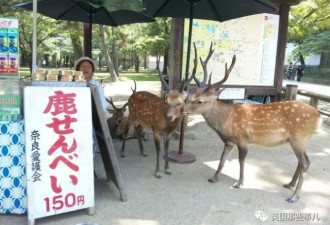 被喂仙贝喂到撑的奈良小鹿，居然营养不良