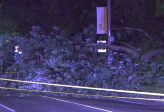 惊险一幕 司机驾车时险被突然倒塌的大树砸中