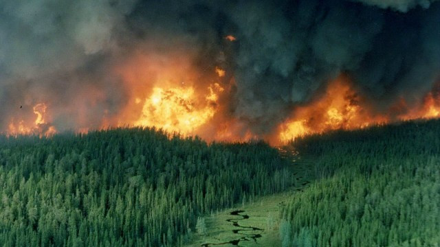 “forest fire”的图片搜索结果