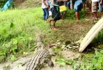 印尼鳄鱼疑咬死人 村民开杀戒宰300条报复