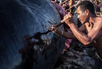 残忍! 印尼小岛渔民捕鲸为生 鲜血染红海
