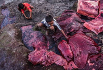 残忍! 印尼小岛渔民捕鲸为生 鲜血染红海