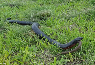 同类变美餐：澳洲毒蛇捕食整个吞下同类