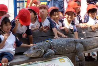 日本老人养巨鳄当宠物 相伴34年 引人注目