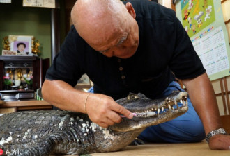 日本老人养巨鳄当宠物 相伴34年 引人注目