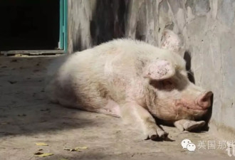 它是阿富汗唯一的一头猪 还是当年中国送的