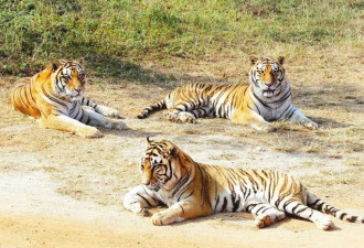 厦门：动物园老虎跑离猛兽区 大批特警出动