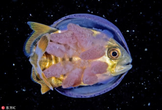 小鱼钻进水母“搭便车”:保护自己不被大鱼吃掉