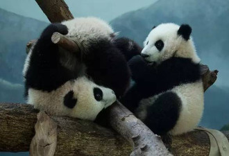心碎！美国网友想拿川普换中国这仨宝贝
