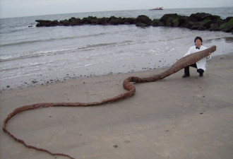 日本海滩发现“长丝带”慌忙通知有关部门处理