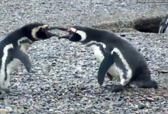公企鹅发现“妻子”出轨 与“小三”大打出手