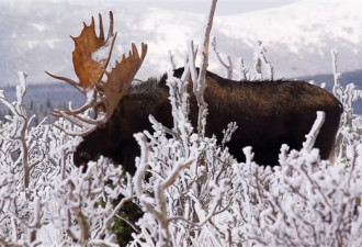雪地上的驼鹿 加拿大魁北克男子意外拍到美景