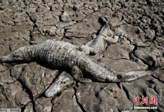 巴拉圭河流19年终干涸 成群鳄鱼成干尸