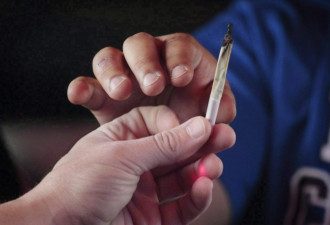 多伦多变大烟枪  每年消费1.4亿支大麻烟卷