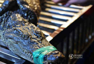河南现鳄鱼烧烤 一晚能卖上万 被围得水泄不通