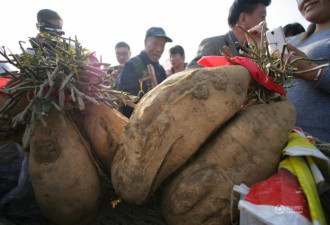 山东日照67.5斤重地瓜夺“地瓜王” 披红挂彩