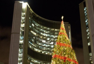 圣诞装扮已开始！巨型圣诞树抵达多伦多市中心