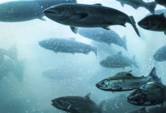 三文鱼群洄游季节，东岸数量回升西岸打破纪录