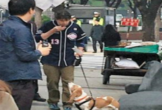 美驻韩大使李柏特到抗议朴槿惠集会现场遛狗