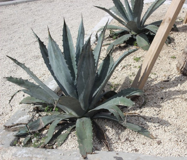 257Agave_