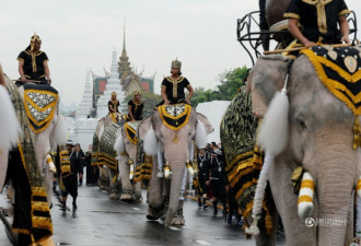 泰国大象悼念国王普密蓬 行叩拜礼